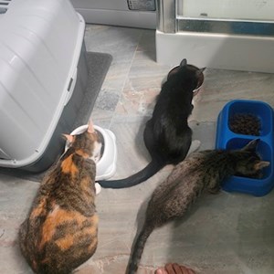 Cazare pisici in Timișoara cerere pet sitting