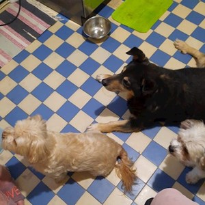 Luminea- petsitter București or Pet nanny for Dogs 