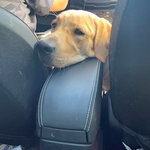 Boarding dog in București pet sitting request