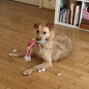 Boarding dog in București pet sitting request
