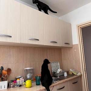 O vizita pisici in București cerere pet sitting