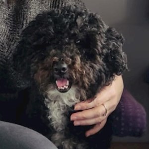 Plimbare caine in București cerere pet sitting