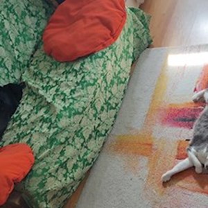 Egy látogatás cicák -ban Cluj-Napoca kisállatszitting kérés