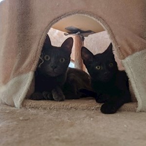 O vizita pisici in Cluj-Napoca cerere pet sitting