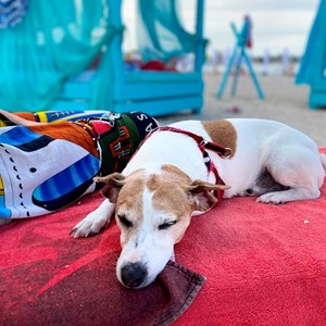 Boarding dog in București pet sitting request