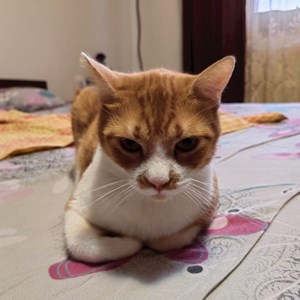 Visits cats in Bragadiru pet sitting request