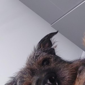 Cazare caine in Roșu cerere pet sitting