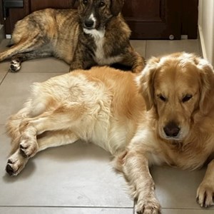 DIRK- petsitter București or Pet nanny for Dogs 