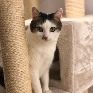 O vizita pisica in București cerere pet sitting