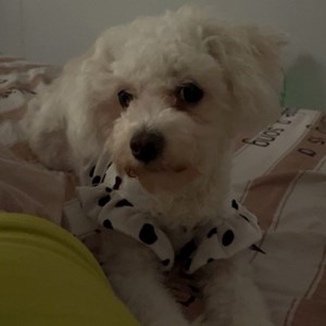 Cazare caine in București cerere pet sitting