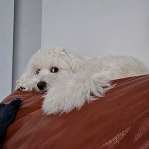 Boarding dog in Iași pet sitting request