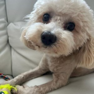 Cazare caine in București cerere pet sitting