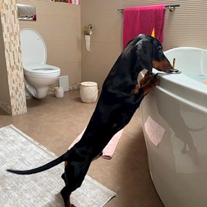 Cazare caine in Cluj-Napoca cerere pet sitting