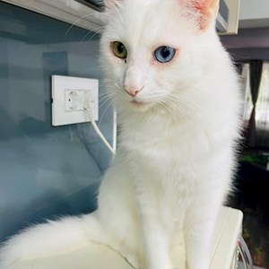 Cazare pisica in București cerere pet sitting