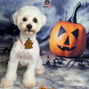 Grădiniţă caine in București cerere pet sitting