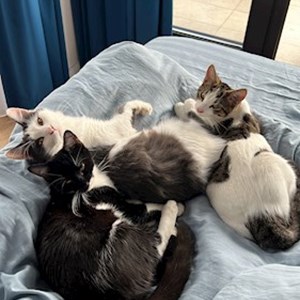 Cazare pisici in București cerere pet sitting