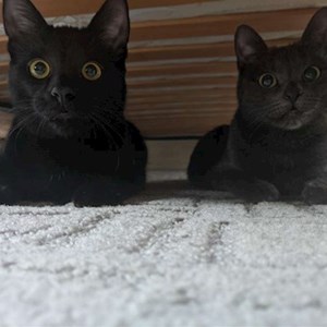 O vizita pisici in Cluj-Napoca cerere pet sitting