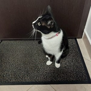 Cazare pisica in Popești-Leordeni cerere pet sitting