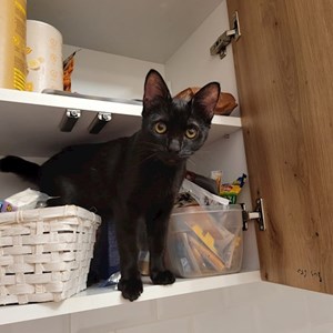 Cazare pisica in București cerere pet sitting