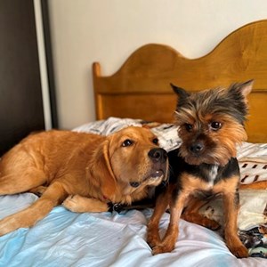 Cazare caine in București cerere pet sitting