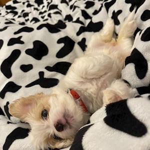 Boarding dog in București pet sitting request