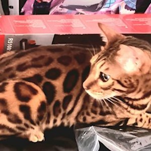 O vizita pisica in Cluj-Napoca cerere pet sitting