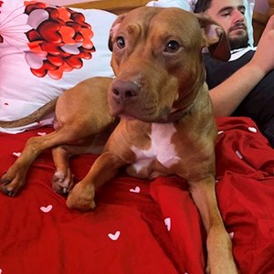 Boarding dog in București pet sitting request