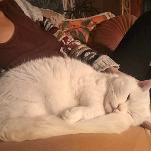 O vizita pisici in Cluj-Napoca cerere pet sitting