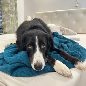 Boarding dog in București pet sitting request