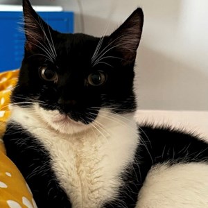 One visit cats in București pet sitting request