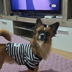 Cazare caine in București cerere pet sitting