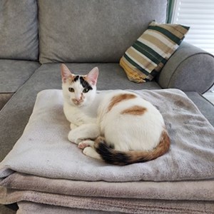 Cazare pisica in București cerere pet sitting