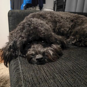 Sitting at owner dog in Cluj-Napoca pet sitting request
