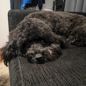 Sitting la stăpân caine in Cluj-Napoca cerere pet sitting