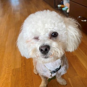 Pet Day Care dog in Giroc pet sitting request