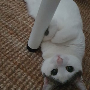 Cazare pisica in București cerere pet sitting