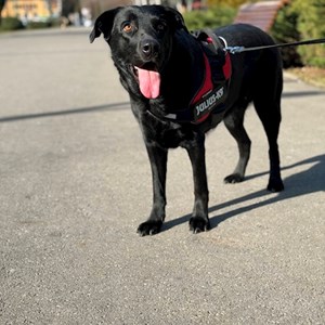 Boarding dog in București pet sitting request