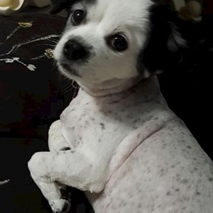 Cazare caine in București cerere pet sitting