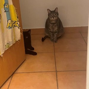 Sitting la stăpân pisici in Cluj-Napoca cerere pet sitting