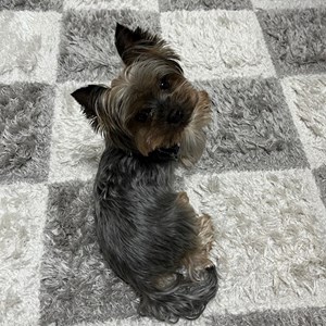 Szállás kutya -ban Târgu Mureș kisállatszitting kérés