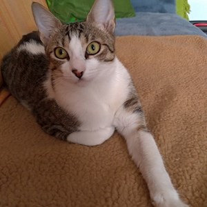 Cazare pisica in București cerere pet sitting