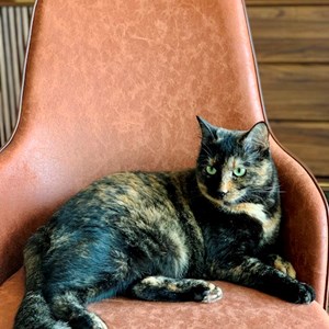 Visits cat in Florești pet sitting request