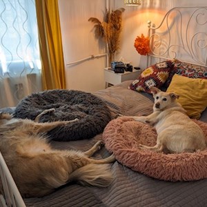 Lore- petsitter București or Pet nanny for Dogs 