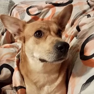 Plimbare caine in București cerere pet sitting