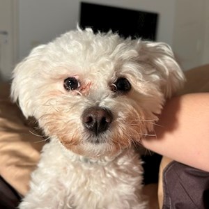 Cazare caine in București cerere pet sitting