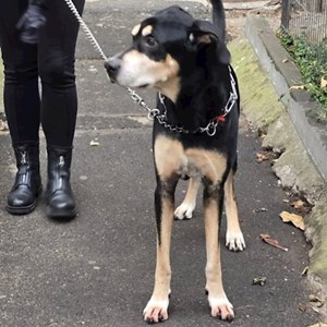 Cazare caine in București cerere pet sitting