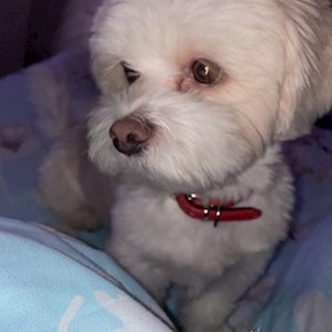 Boarding dog in București pet sitting request