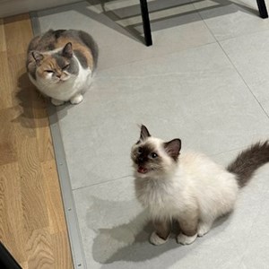 Maria-Adina- petsitter București or Pet nanny for Cats 