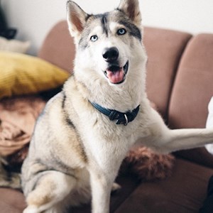 Kutyanapközi kutya -ban București kisállatszitting kérés