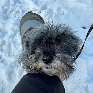 Cazare caine in București cerere pet sitting